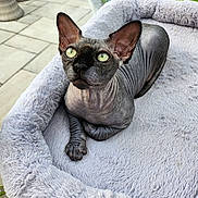 Harvey joined the competition — help win amazing prizes! sphynx_cat, hairless, cat, pet_bed, indoor, window, green_eyes, feline, relaxed, curious, plush_bed, gray_bed, large_ears, wrinkled_skin, domestic_cat, sunlight, floor_tiles, home, animal, close_up