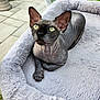 sphynx_cat, hairless, cat, pet_bed, indoor, window, green_eyes, feline, relaxed, curious, plush_bed, gray_bed, large_ears, wrinkled_skin, domestic_cat, sunlight, floor_tiles, home, animal, close_up