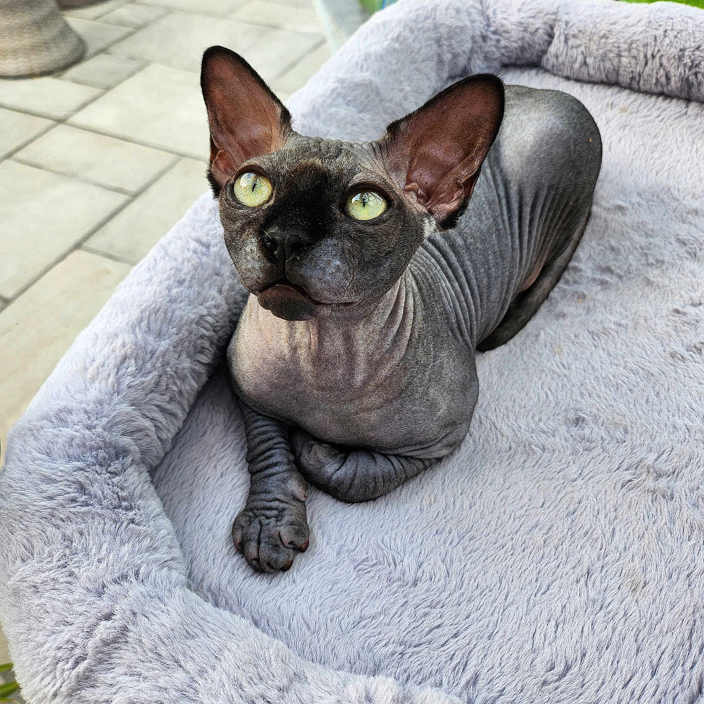 Harvey joined the competition — help win amazing prizes! animal, cat, close_up, curious, domestic_cat, feline, floor_tiles, gray_bed, green_eyes, hairless, home, indoor, large_ears, pet_bed, plush_bed, relaxed, sphynx_cat, sunlight, window, wrinkled_skin