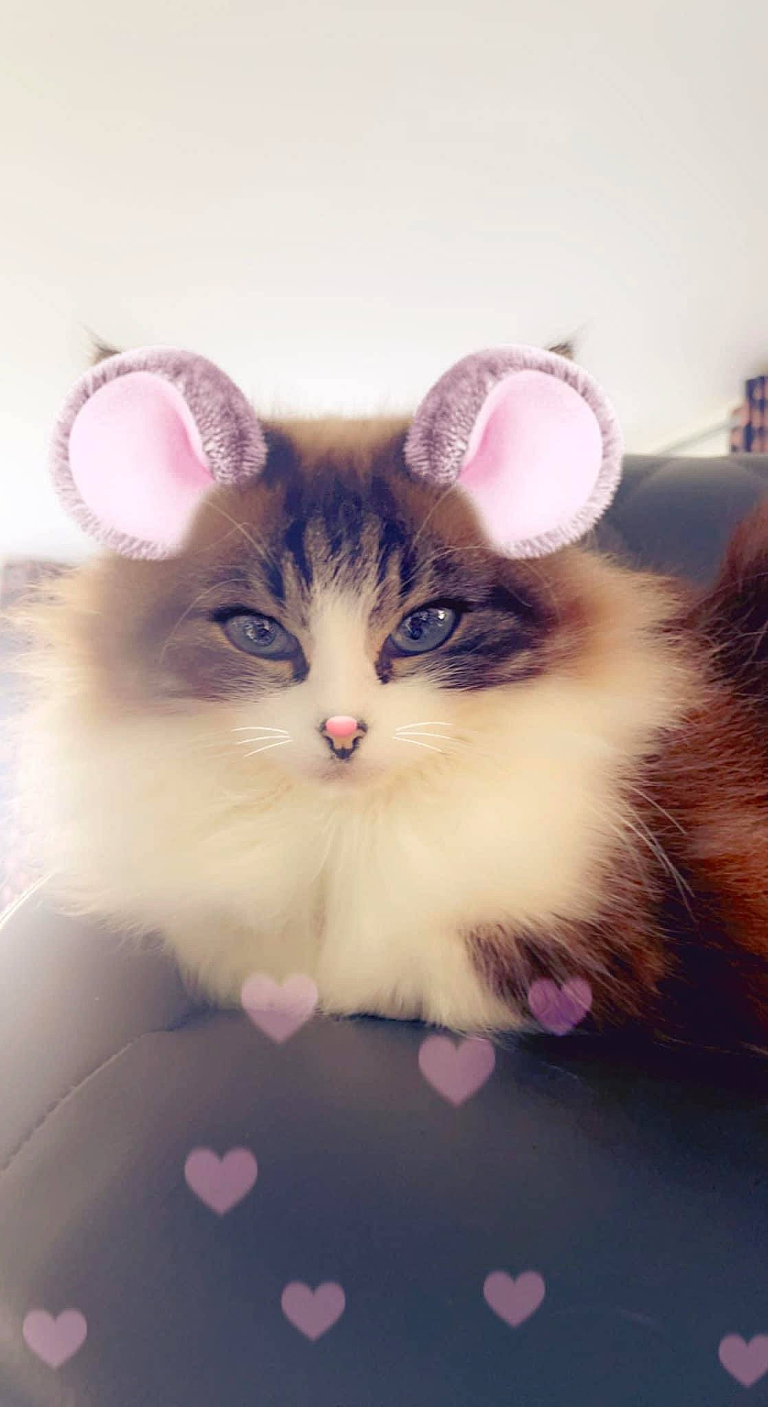 Nala a rejoint le concours — aidez-le/la à gagner de superbes lots ! art, carnivore, cat, fawn, felidae, fur, happy, magenta, natural_material, paw, plant, small_to_medium_sized_cats, snout, tail, tree, whiskers