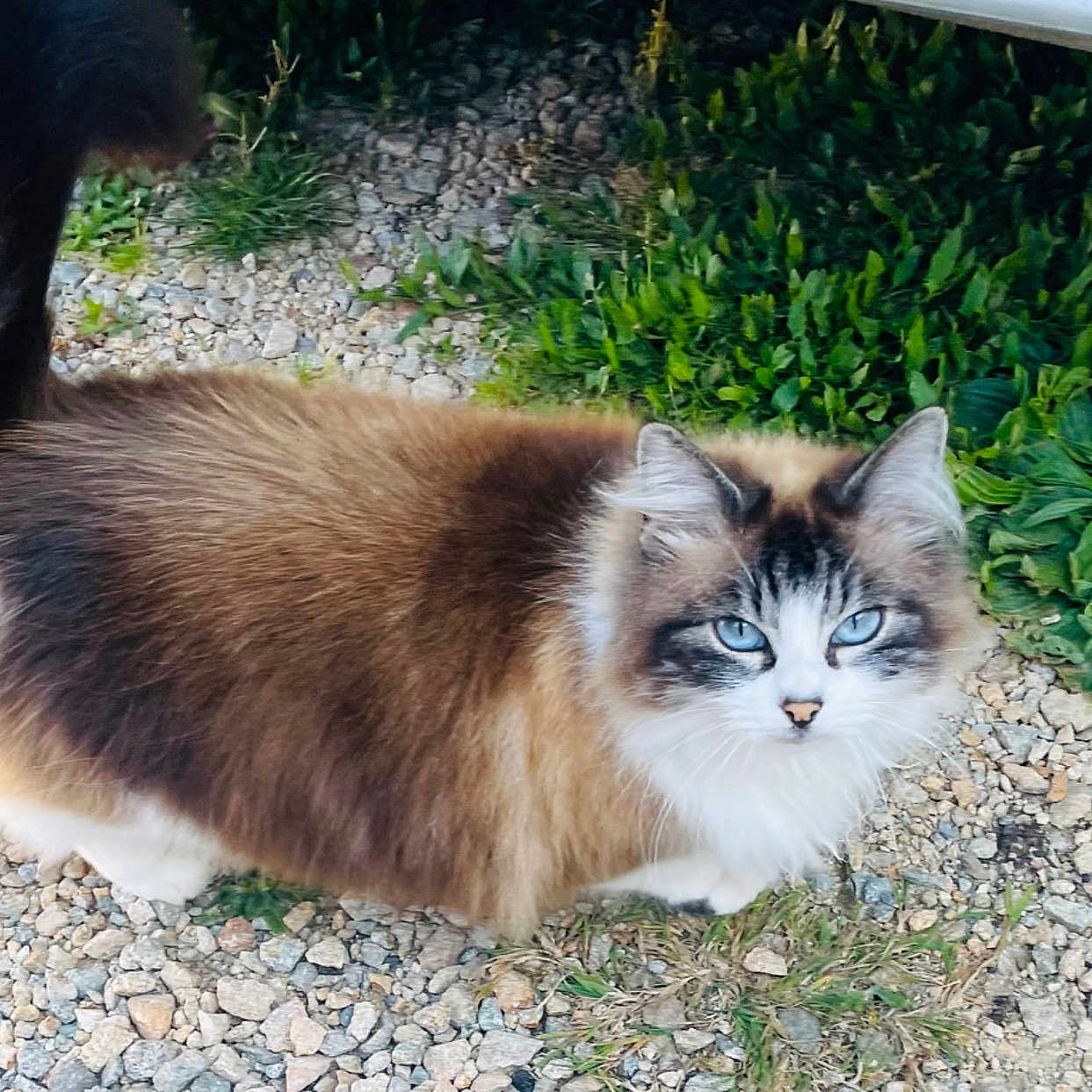 Nala