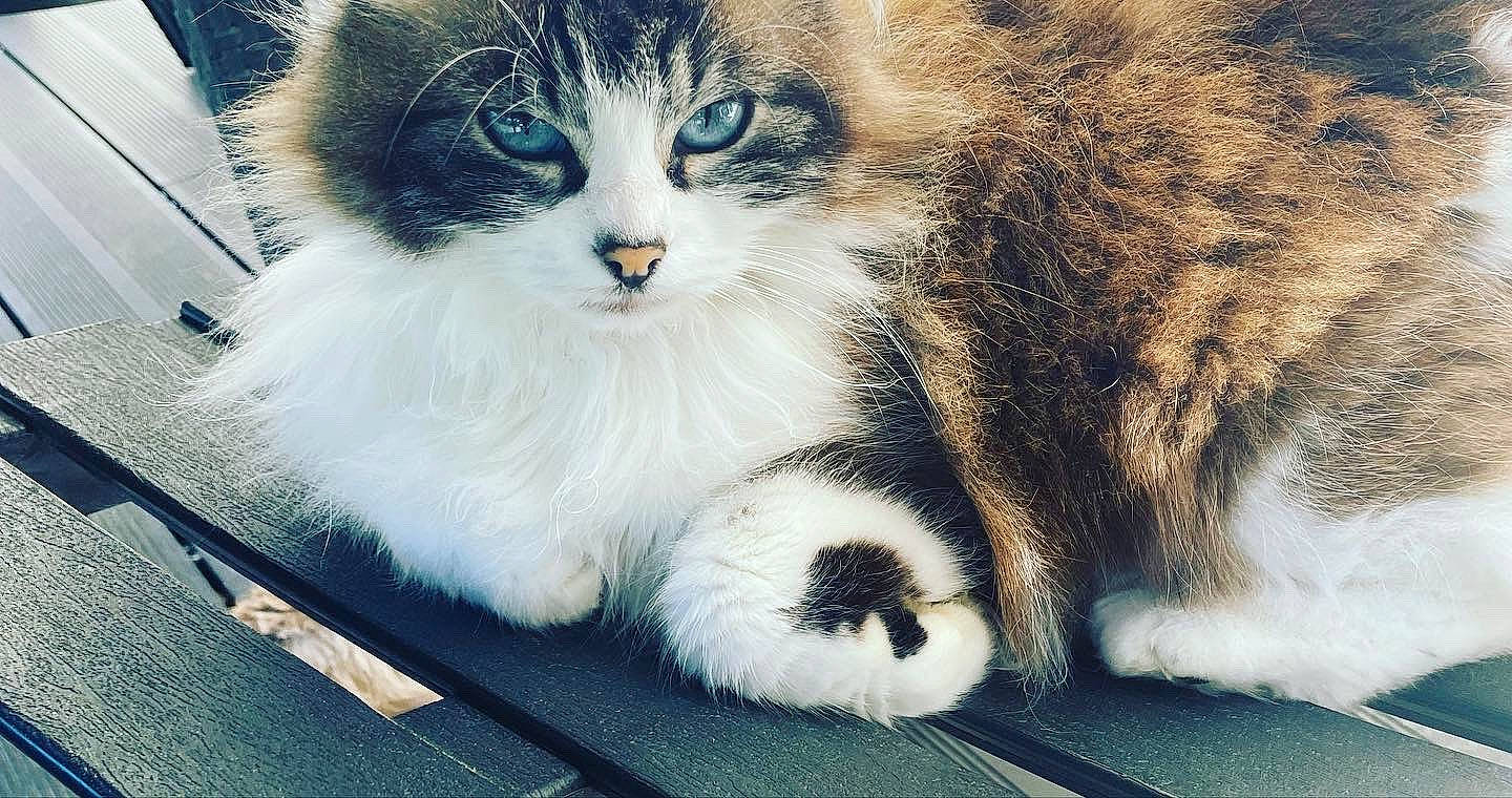 Nala a rejoint le concours — aidez-le/la à gagner de superbes lots ! carnivore, cat, claw, comfort, computer_monitor, domestic_short_haired_cat, felidae, fur, paw, photo_caption, sitting, small_to_medium_sized_cats, snout, tail, terrestrial_animal, tree, whiskers, window