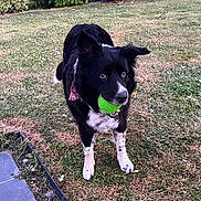 Natty participe au concours pour gagner de l'argent avec cette photo : animal, bandana, black_and_white, canine, daylight, dog, ears, fetch, fur, garden, grass, green_ball, lawn, looking, mouth, nature, outdoor, pet, playful, toy