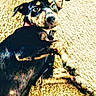 dog, pet, collar, carpet, animal, lying_down, black_fur, brown_fur, domestic_animal, indoor, looking_at_camera, curious, ears, paw, fur_texture, canine, companion, relaxed, young_dog, cute
