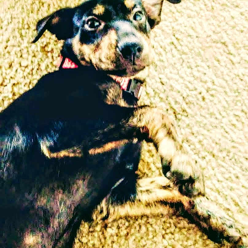Prince Pouchie is registered to the contest to win money with this photo: dog, pet, collar, carpet, animal, lying_down, black_fur, brown_fur, domestic_animal, indoor, looking_at_camera, curious, ears, paw, fur_texture, canine, companion, relaxed, young_dog, cute