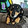 Rex
