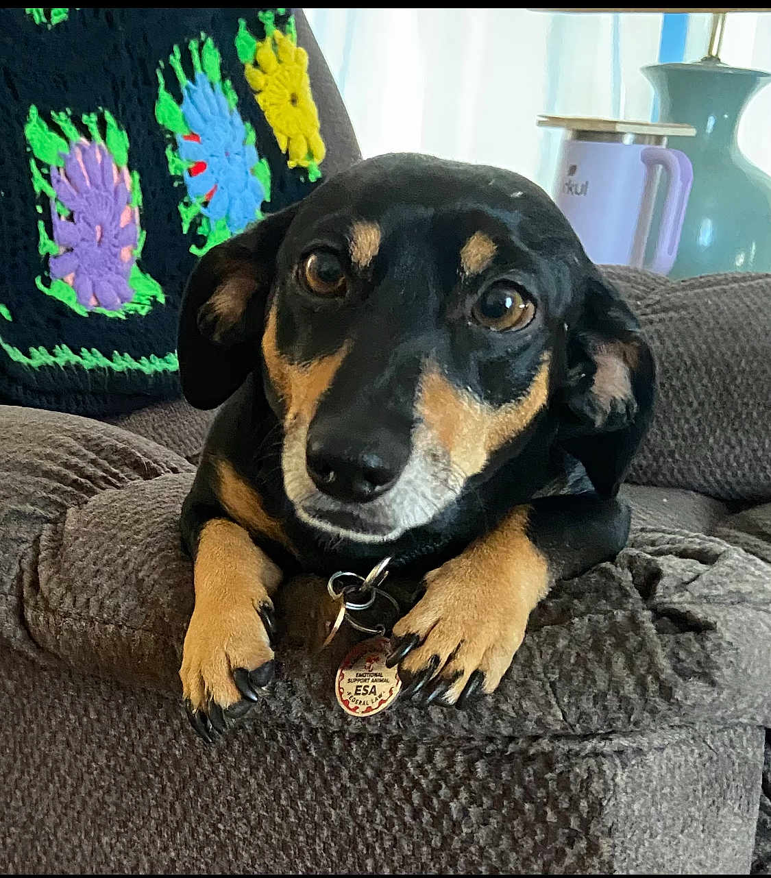 Rex is registered to the contest to win money with this photo: dog, pet, couch, indoor, black_and_tan, small_dog, cozy, crocheted_blanket, floral_pattern, home_interior, mug, vase, relaxed, looking_at_camera, furniture, domestic_animal, comfortable, close_up, animal_face, resting