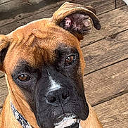 Zues is registered to the contest to win money with this photo: dog, brown_dog, black_muzzle, close_up, pet, canine, collar, skull_pattern, wooden_floor, ear, expression, portrait, animal, domestic_animal, outdoor, fur, face, snout, looking, sitting