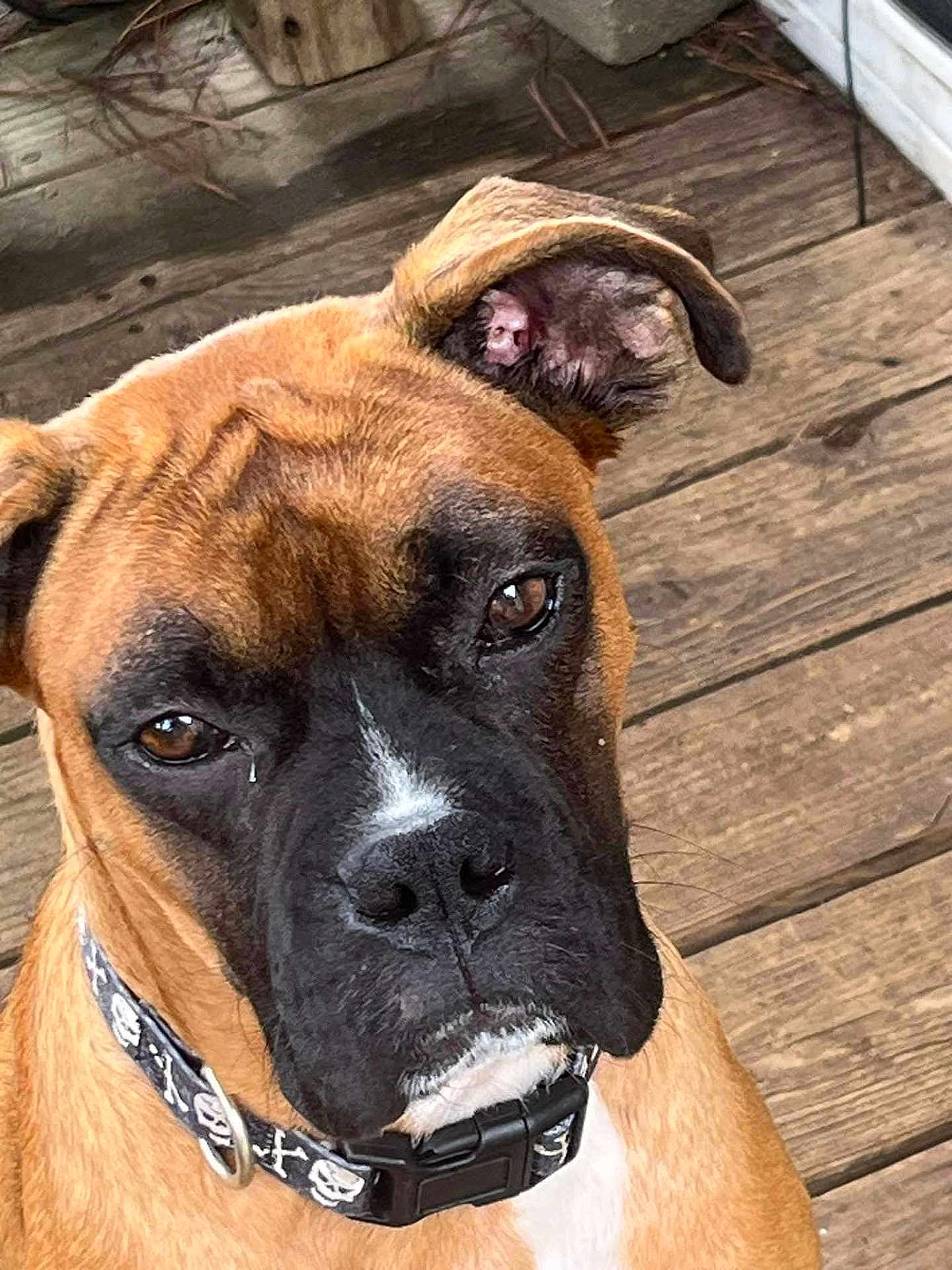 Zues is registered to the contest to win money with this photo: dog, brown_dog, black_muzzle, close_up, pet, canine, collar, skull_pattern, wooden_floor, ear, expression, portrait, animal, domestic_animal, outdoor, fur, face, snout, looking, sitting