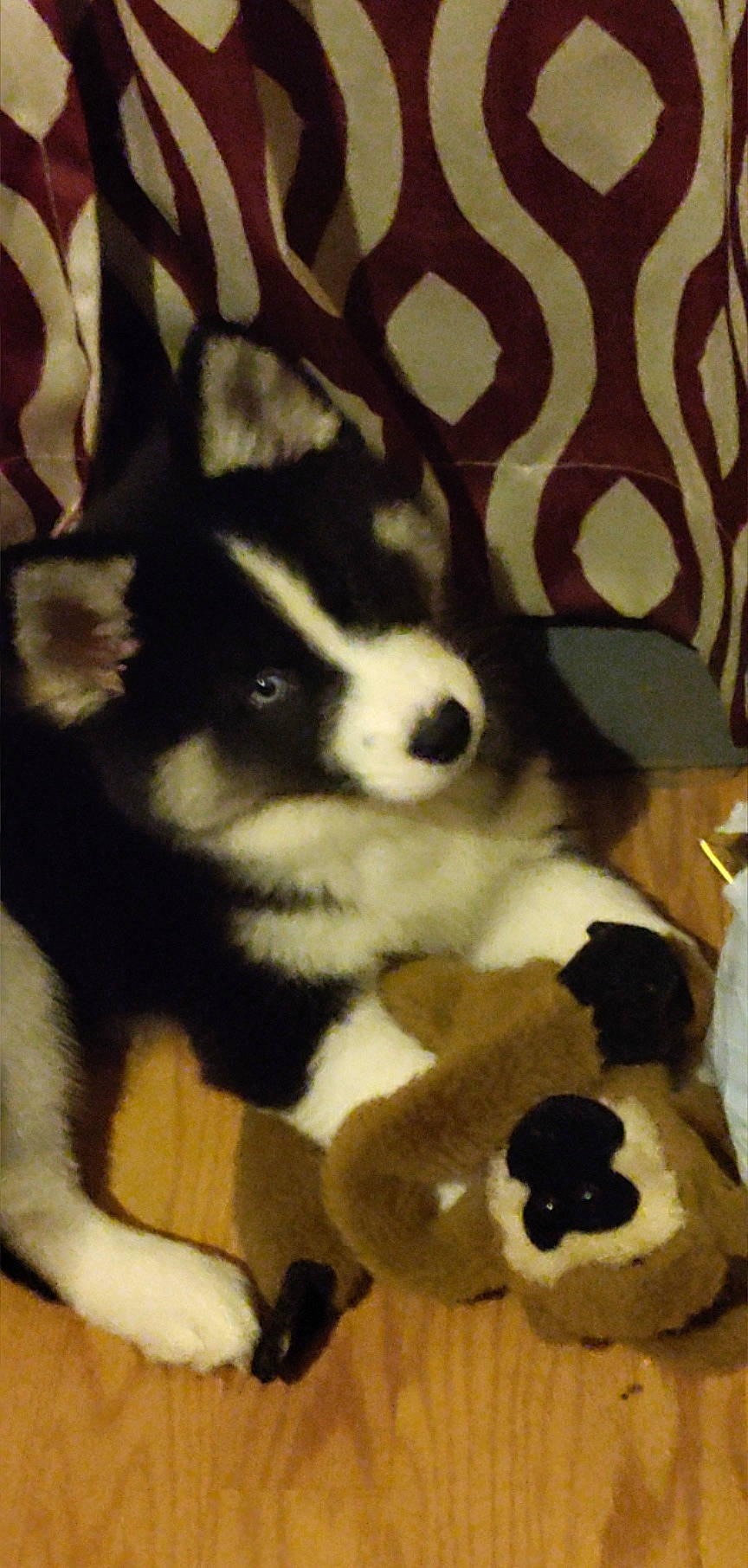 Awara is registered to the contest to win money with this photo: ancient_dog_breeds, beaglier, canidae, carnivore, companion_dog, dog, dog_breed, fur, herding_dog, non_sporting_group, pattern, paw, snout, sporting_group, tail, terrestrial_animal, tints_and_shades, whiskers, working_animal, working_dog