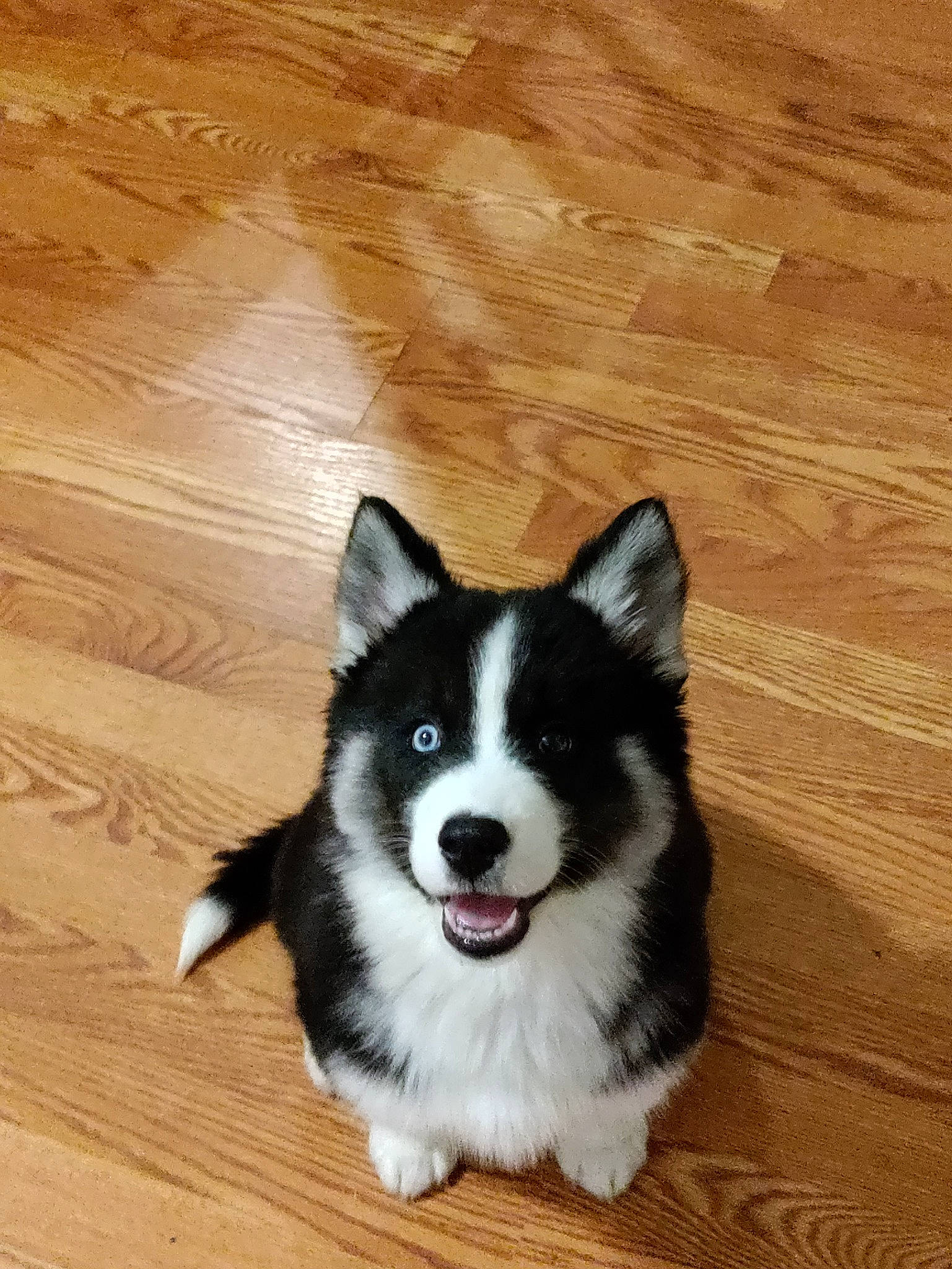 Awara joined the competition — help win amazing prizes! ancient_dog_breeds, carnivore, companion_dog, dog, dog_breed, flooring, hardwood, herding_dog, laminate_flooring, plank, plywood, sled_dog, tail, varnish, whiskers, wood, wood_flooring, wood_stain, working_animal, working_dog