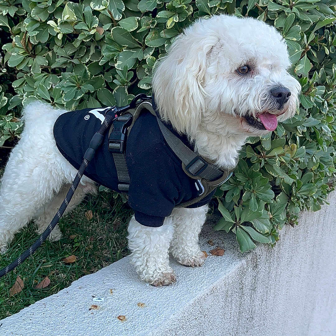 Kily joined the competition — help win amazing prizes! animal, black_harness, black_shirt, concrete_ledge, curly_fur, cute, daylight, dog, fur, greenery, leafy_bush, leash, nature, outdoor, pet, side_view, small_dog, standing, tongue_out, white_dog