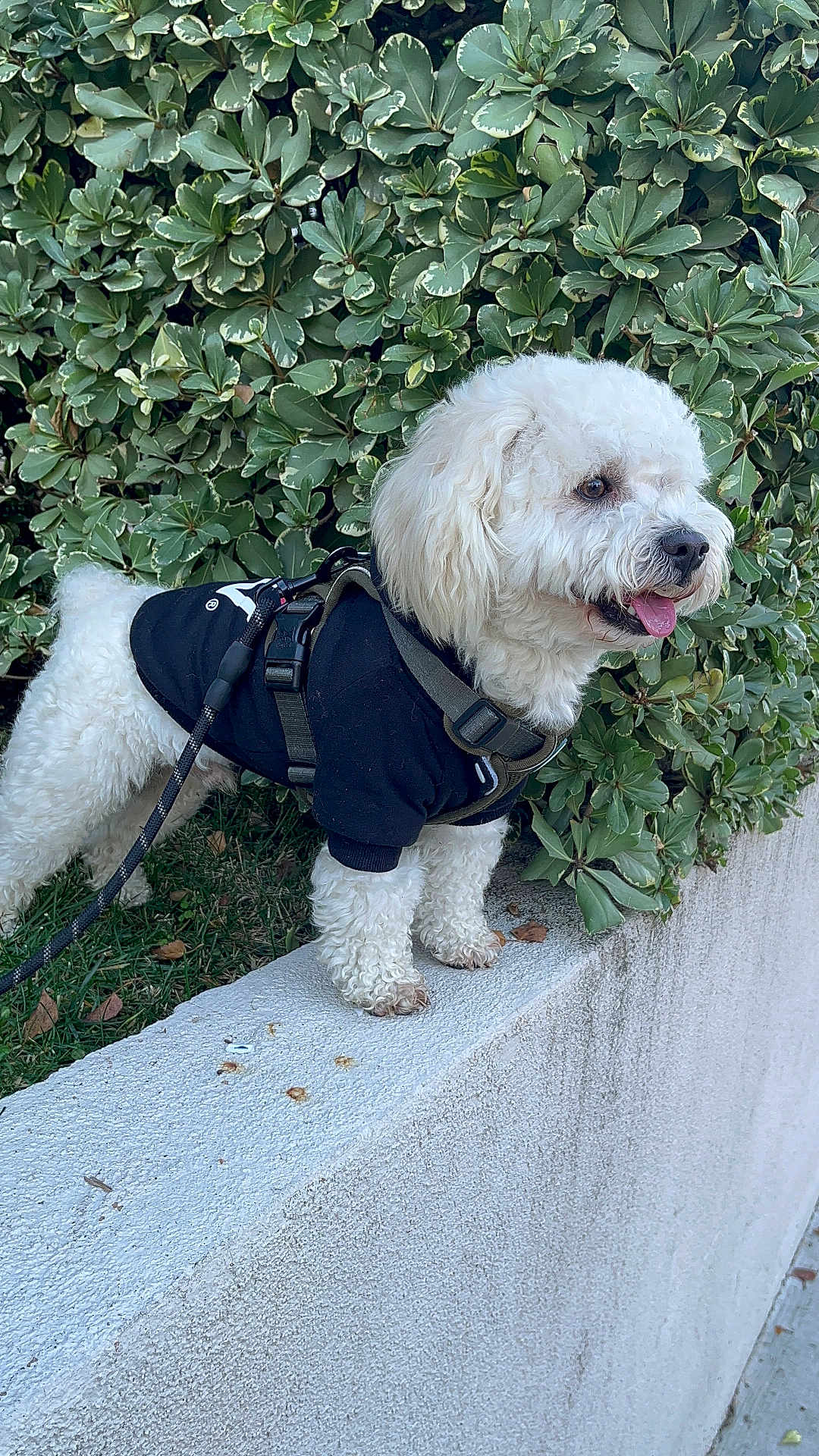Kily joined the competition — help win amazing prizes! animal, black_harness, black_shirt, concrete_ledge, curly_fur, cute, daylight, dog, fur, greenery, leafy_bush, leash, nature, outdoor, pet, side_view, small_dog, standing, tongue_out, white_dog