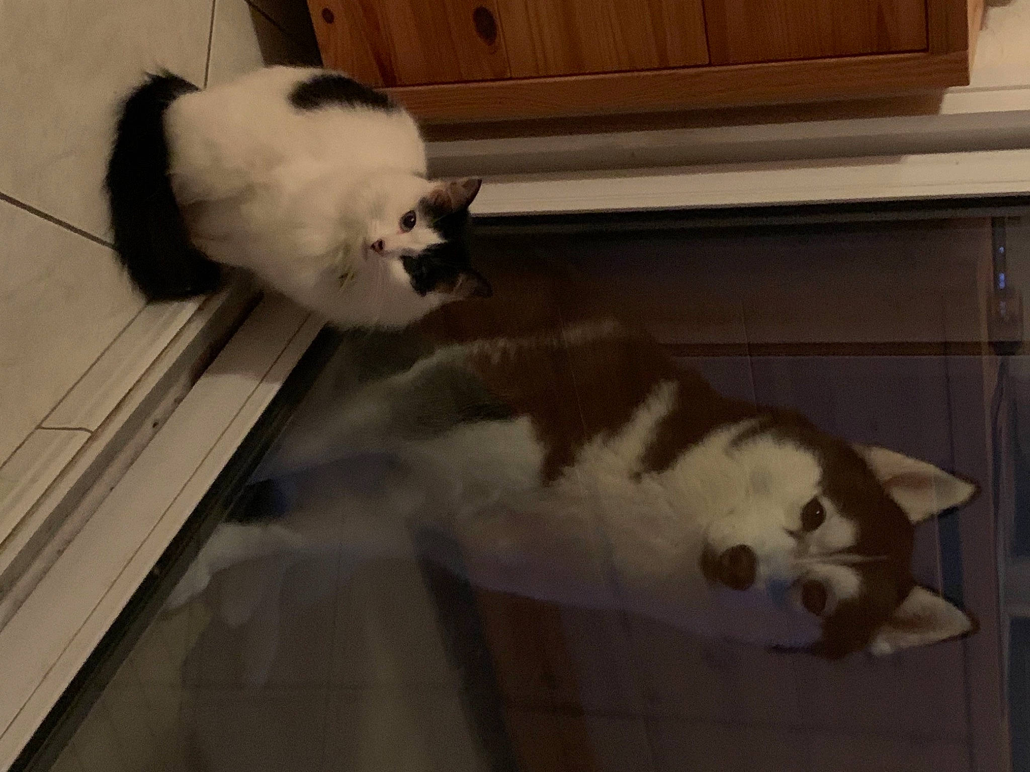 Oprah a rejoint le concours — aidez-le/la à gagner de superbes lots ! canidae, carnivore, cat, dog_breed, felidae, fur, small_to_medium_sized_cats, tail, whiskers