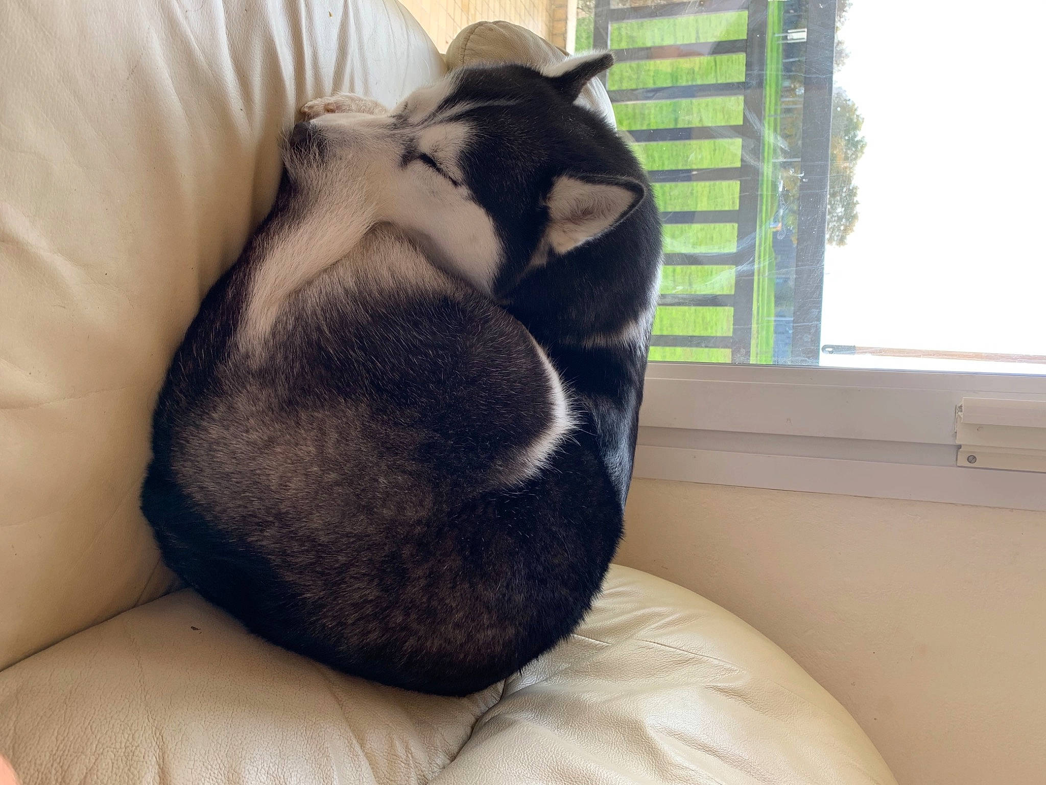 Oprah a rejoint le concours — aidez-le/la à gagner de superbes lots ! black_cat, canidae, carnivore, cat, comfort, ear, felidae, fur, furniture, nap, nose, paw, sleep, small_to_medium_sized_cats, tail, tonkinese, whiskers