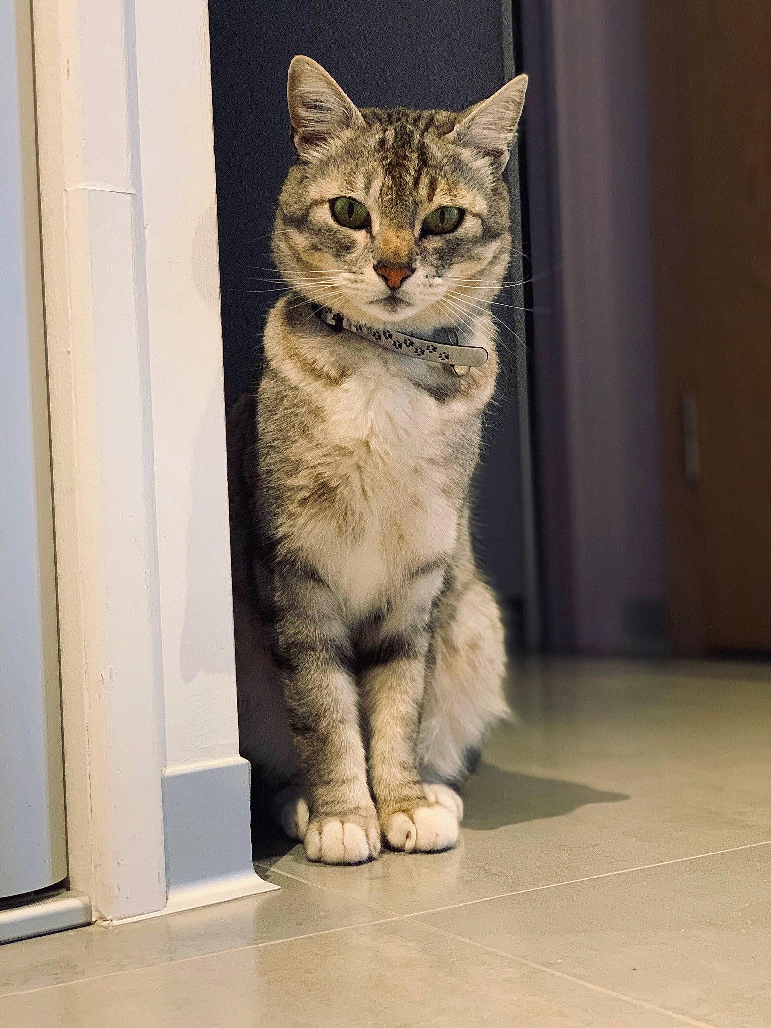 Cooper participe au concours pour gagner de l'argent avec cette photo : aegean_cat, american_shorthair, asian, british_semi_longhair, carnivore, cat, domestic_short_haired_cat, dragon_li, egyptian_mau, european_shorthair, felidae, fur, kitten, mammal, paw, polydactyl_cat, small_to_medium_sized_cats, snout, tabby_cat, whiskers
