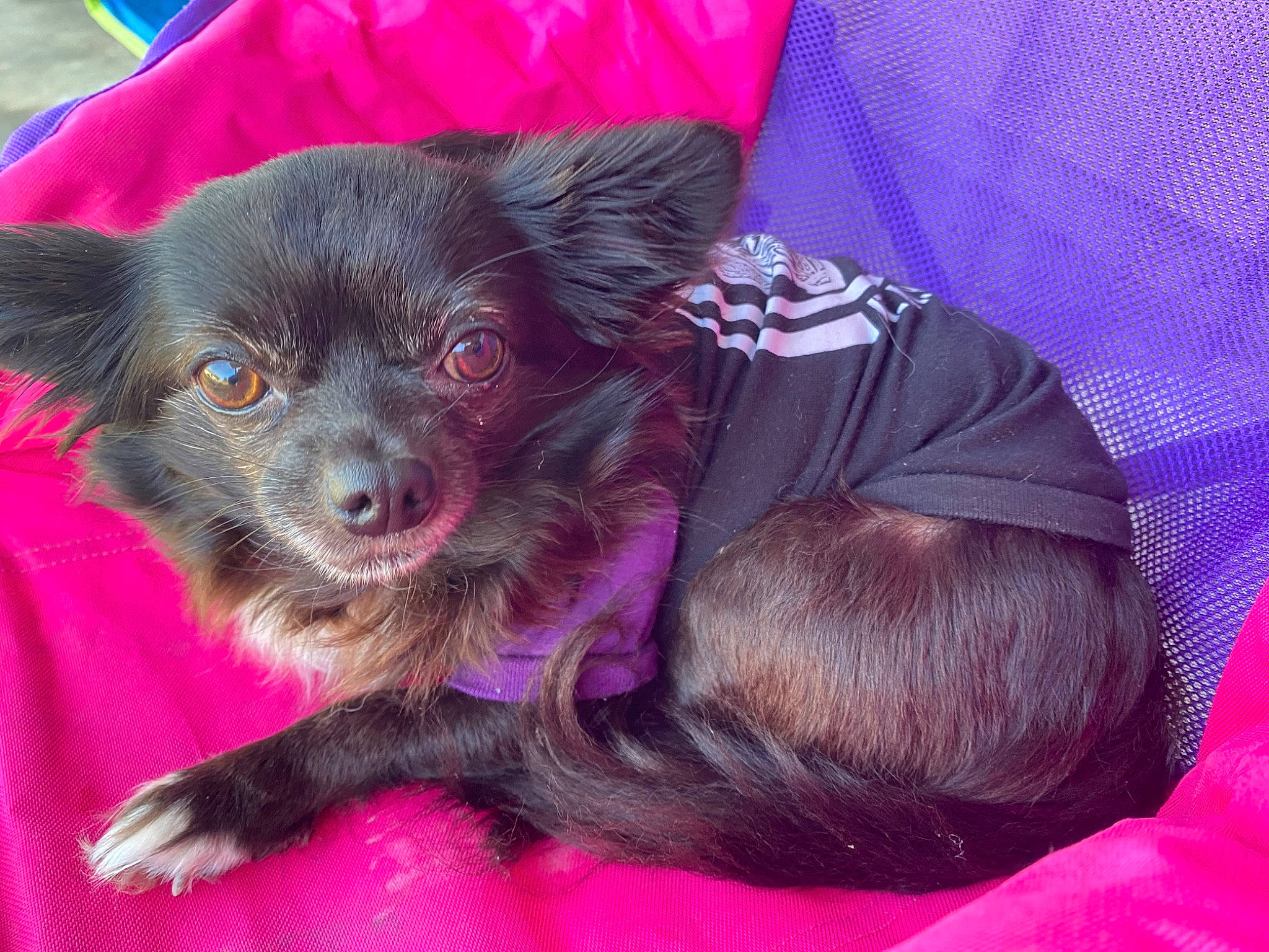 Addi joined the competition — help win amazing prizes! canidae, carnivore, collar, companion_dog, dog, dog_breed, dog_supply, ear, fawn, fur, liver, magenta, pet_supply, pink, purple, snout, sporting_group, toy_dog, whiskers, working_animal