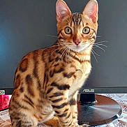 Kalou a rejoint le concours — aidez-le/la à gagner de superbes lots ! animal, bengal_cat, cat, closeup, computer_monitor, curious, desk, desktop, ears, feline, household, indoor, keyboard, looking_at_camera, pet, sitting, striped_fur, tabby, technology, whiskers