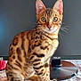 animal, bengal_cat, cat, closeup, computer_monitor, curious, desk, desktop, ears, feline, household, indoor, keyboard, looking_at_camera, pet, sitting, striped_fur, tabby, technology, whiskers