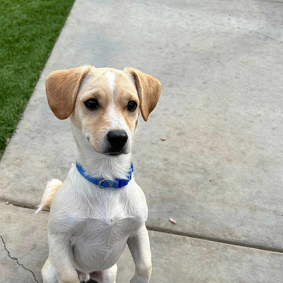 Menace joined the competition — help win amazing prizes! accessories, animal, beagle, canine, dog, flagstone, grass, hound, labradorretriever, lawn, leash, path, pet, plant, puppy, sidewalk, slate, strap, walkway, whitedog