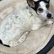 Yaya joined the competition — help win amazing prizes! dog, pet_bed, white, black, speckled, curled_up, ears, looking, fur, indoor, resting, cozy, animal, canine, bed, comfortable, domestic, cute, lying_down, relaxed