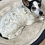 dog, pet_bed, white, black, speckled, curled_up, ears, looking, fur, indoor, resting, cozy, animal, canine, bed, comfortable, domestic, cute, lying_down, relaxed