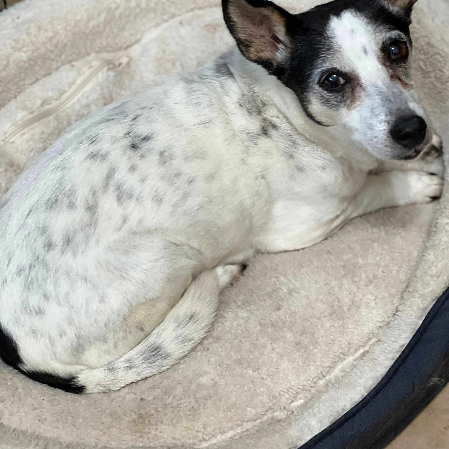 Yaya joined the competition — help win amazing prizes! animal, bed, black, canine, comfortable, cozy, curled_up, cute, dog, domestic, ears, fur, indoor, looking, lying_down, pet_bed, relaxed, resting, speckled, white