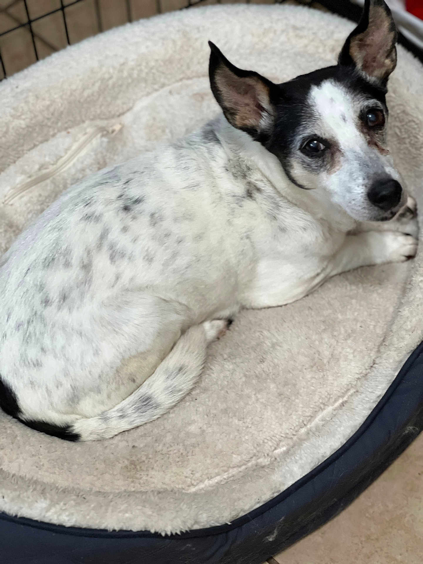 Yaya joined the competition — help win amazing prizes! dog, pet_bed, white, black, speckled, curled_up, ears, looking, fur, indoor, resting, cozy, animal, canine, bed, comfortable, domestic, cute, lying_down, relaxed