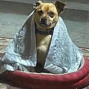 Maxx joined the competition — help win amazing prizes! animal, blanket, brown_dog, canine, carpet, comfort, cozy, cute, dog, domestic, fur, home, indoor, pet_bed, portrait, quiet, relaxed, resting, small_dog, warm