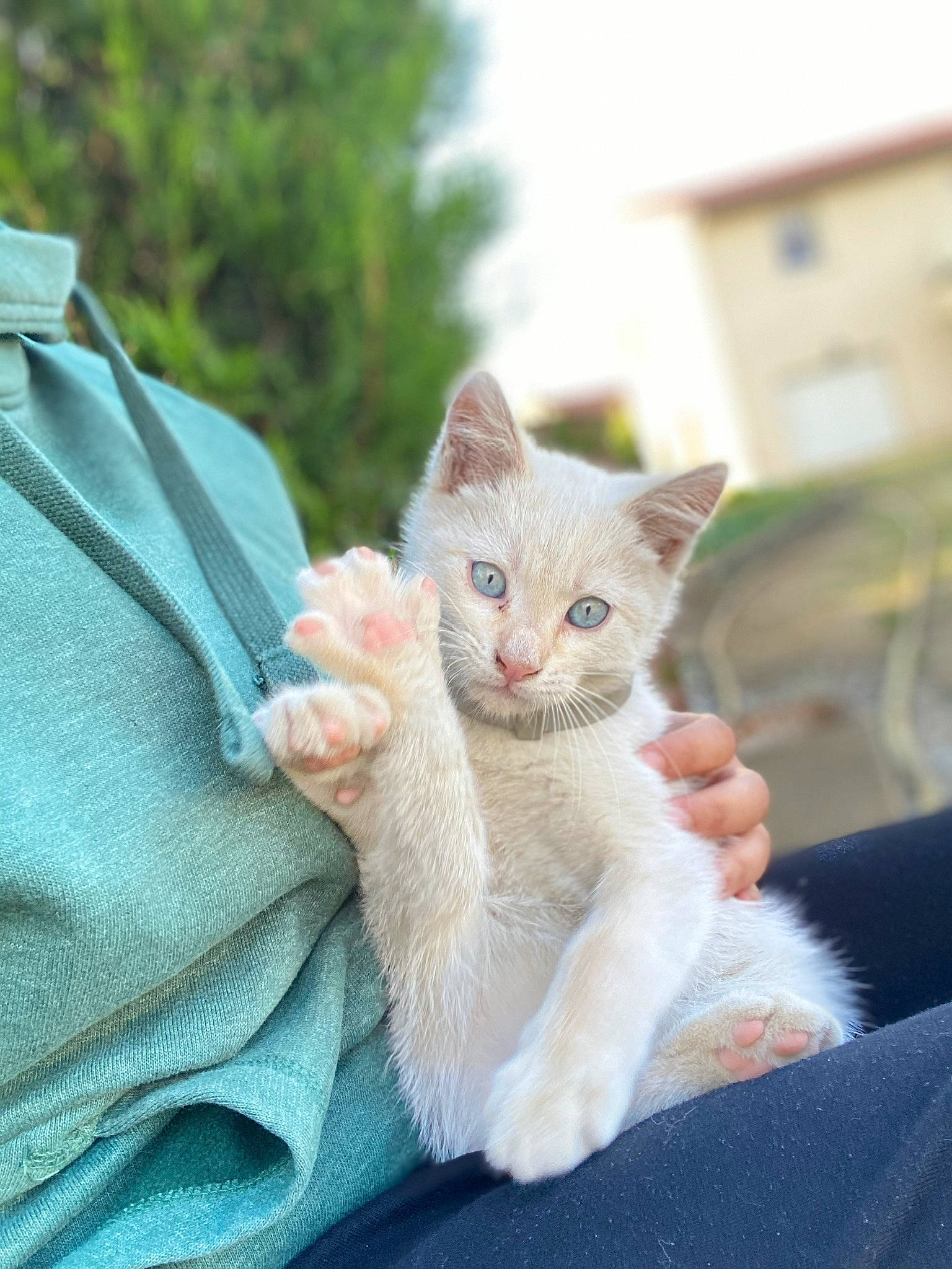 Pamouk participe au concours pour gagner de l'argent avec cette photo : aegean_cat, asian, burmilla, carnivore, cat, domestic_short_haired_cat, european_shorthair, fawn, felidae, german_rex, kitten, mammal, ojos_azules, polydactyl_cat, small_to_medium_sized_cats, turkish_angora, vertebrate, whiskers