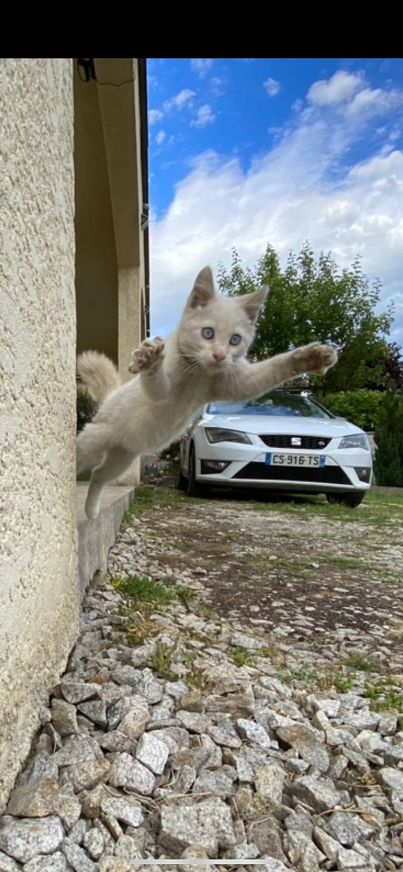 Pamouk a rejoint le concours — aidez-le/la à gagner de superbes lots ! berger_blanc_suisse, canidae, car, carnivore, dog, dog_breed, non_sporting_group, vehicle, white_shepherd