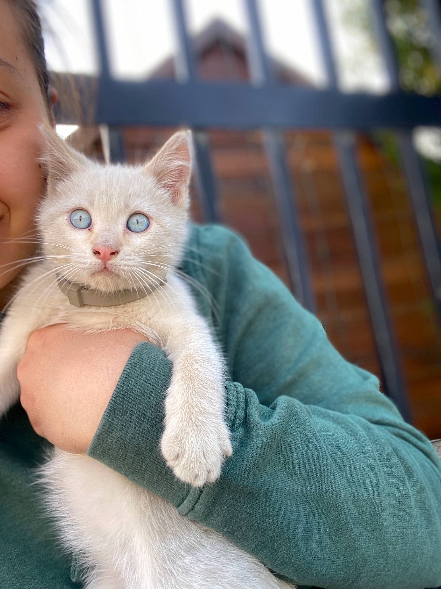 Pamouk a rejoint le concours — aidez-le/la à gagner de superbes lots ! aegean_cat, asian, carnivore, cat, colorpoint_shorthair, domestic_short_haired_cat, eye, fawn, felidae, fur, kitten, mammal, ojos_azules, polydactyl_cat, skin, small_to_medium_sized_cats, turkish_angora, turkish_van, vertebrate, whiskers