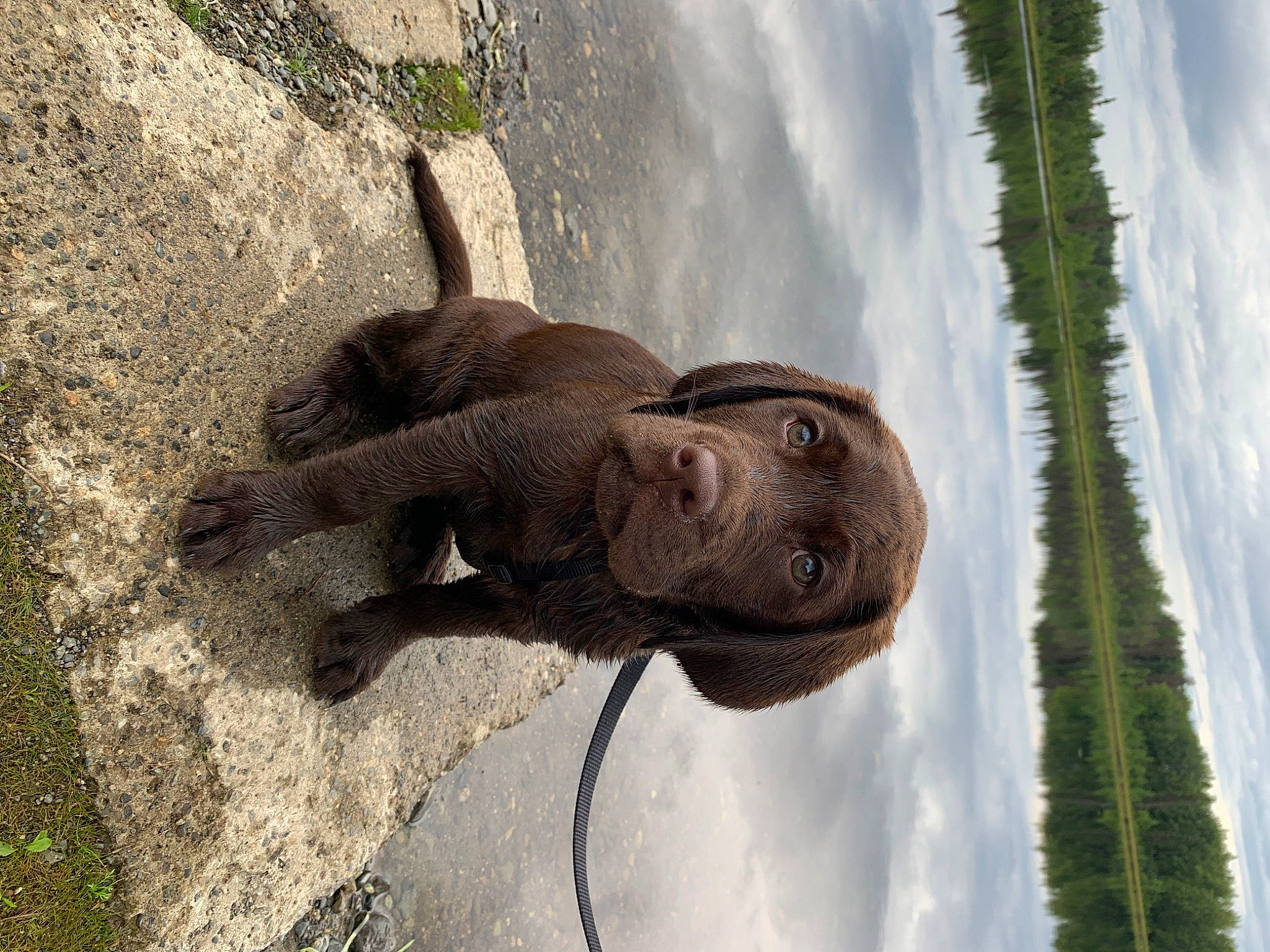 Grizz joined the competition — help win amazing prizes! canidae, carnivore, dog, dog_breed, fawn, liver, mammal, pointing_breed, snout, sporting_group, vertebrate
