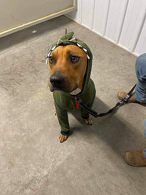 Junior is registered to the contest to win money with this photo: canidae, carnivore, collar, companion_dog, dog, dog_breed, dog_clothes, dog_collar, dog_supply, fashion_accessory, fawn, flooring, hound, leash, personal_protective_equipment, pet_supply, snout, sporting_group, working_animal, working_dog