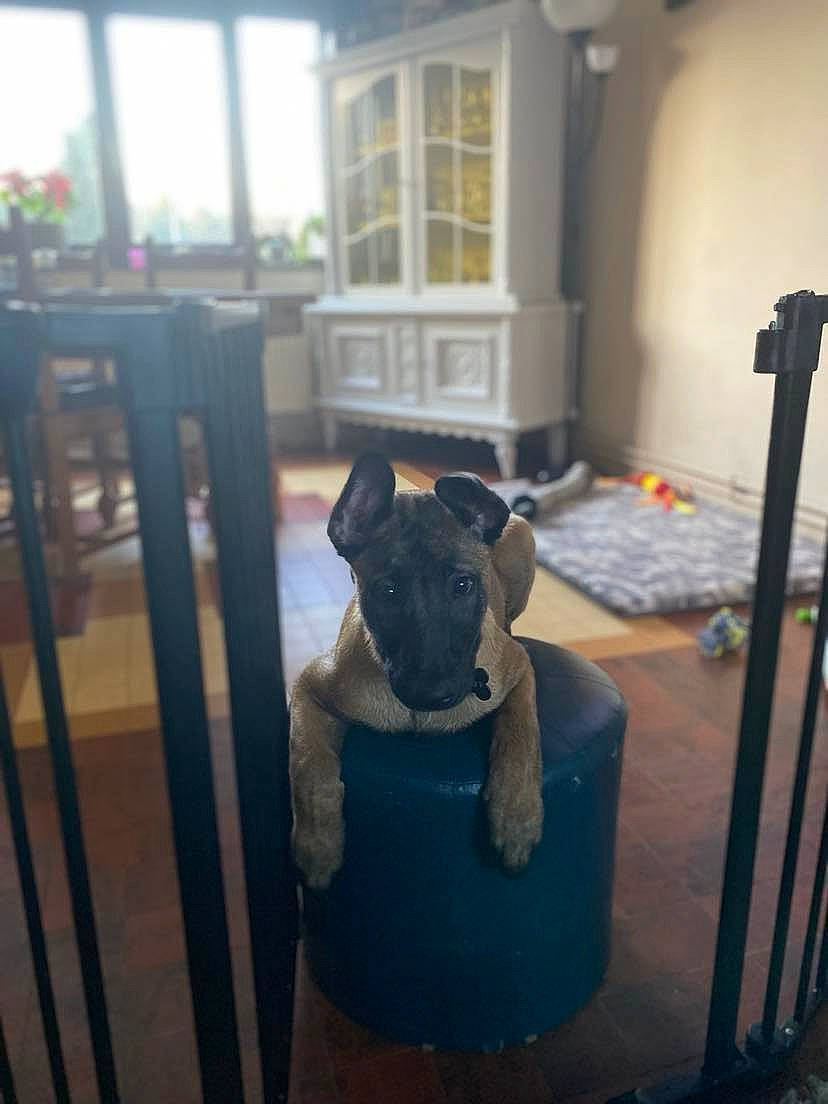 Layko a rejoint le concours — aidez-le/la à gagner de superbes lots ! art, building, canidae, carnivore, chair, felidae, floor, flooring, gas, hardwood, house, machine, metal, room, small_to_medium_sized_cats, table, toy, visual_arts, window, wood