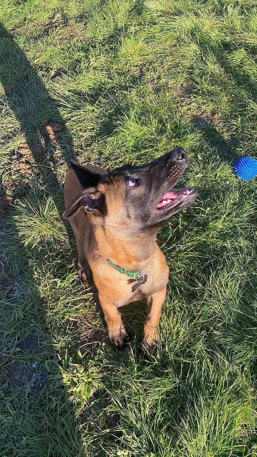 Layko participe au concours pour gagner de l'argent avec cette photo : canidae, carnivore, collar, companion_dog, dog, dog_breed, east_european_shepherd, fawn, german_shepherd_dog, grass, grassland, groundcover, guard_dog, herding_dog, plant, snout, sporting_group, terrestrial_animal, whiskers, working_animal