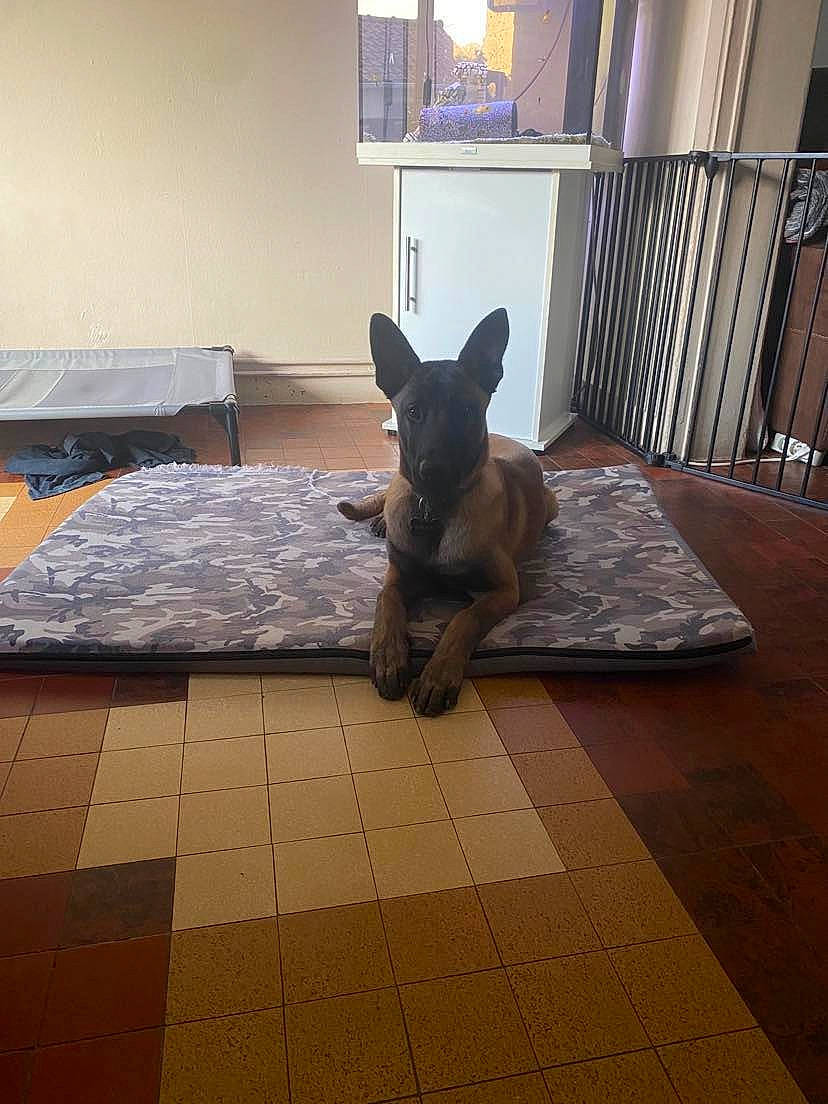 Layko participe au concours pour gagner de l'argent avec cette photo : building, carnivore, comfort, companion_dog, dog, dog_breed, fawn, felidae, floor, flooring, grey, hardwood, house, interior_design, living_room, small_to_medium_sized_cats, snout, table, window, wood