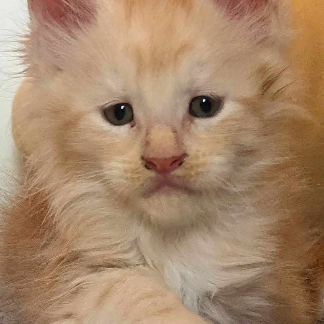 Antonin participe au concours pour gagner de l'argent avec cette photo : adorable, animal, cat, close_up, cream_color, cute, ears, feline, fluffy, fur, indoor, kitten, mammal, paw, pet, portrait, resting, soft, whiskers, young