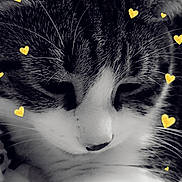 Poupette a rejoint le concours — aidez-le/la à gagner de superbes lots ! cat, close_up, sleepy, black_and_white, fur, whiskers, nose, heart_overlays, cute, pet, animal, tabby, striped, relaxed, soft, indoor, portrait, feline, adorable, cozy
