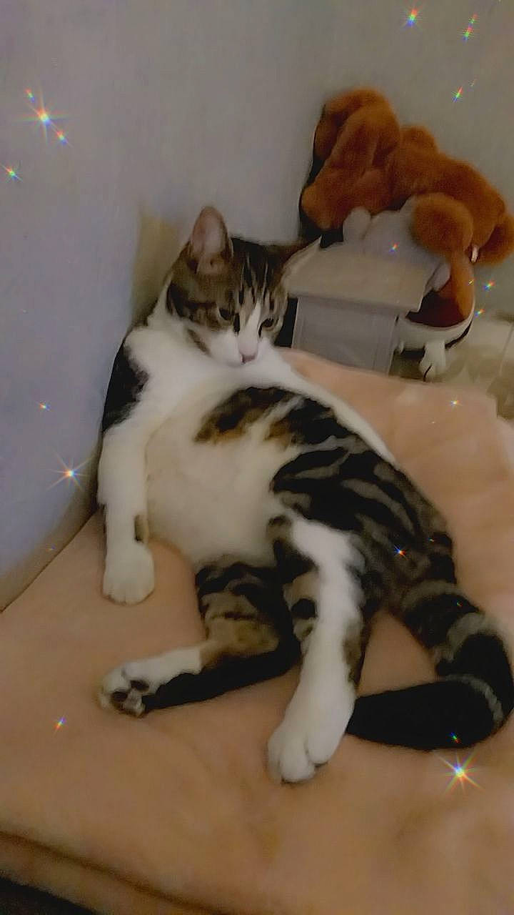 Arthur a rejoint le concours — aidez-le/la à gagner de superbes lots ! carnivore, cat, claw, comfort, domestic_short_haired_cat, fawn, felidae, fur, paw, small_to_medium_sized_cats, tail, terrestrial_animal, toy, whiskers