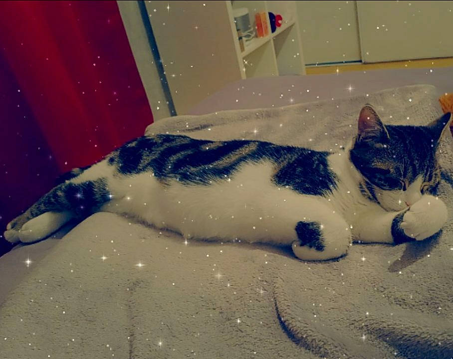 Arthur a rejoint le concours — aidez-le/la à gagner de superbes lots ! bedding, carnivore, cat, comfort, domestic_short_haired_cat, felidae, flooring, foot, freezing, fur, human_leg, linens, pattern, paw, small_to_medium_sized_cats, snow, tail, water, whiskers, winter