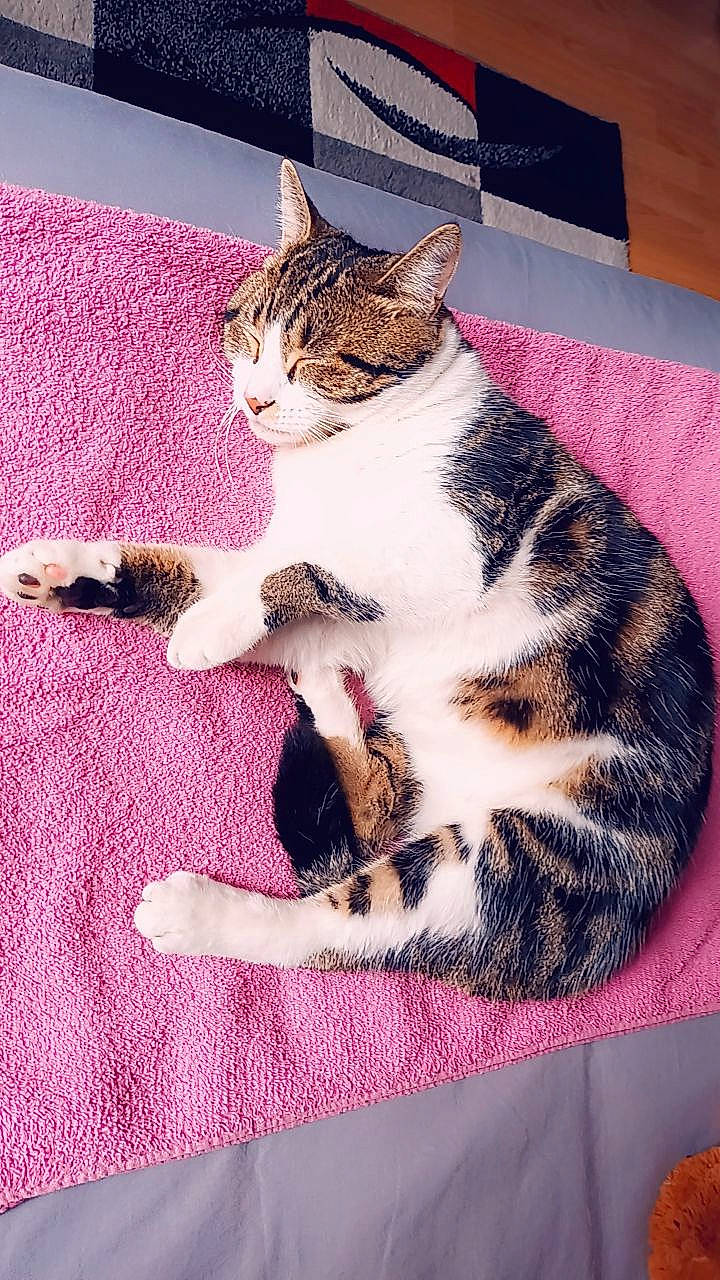 Arthur a rejoint le concours — aidez-le/la à gagner de superbes lots ! art, carnivore, cat, claw, comfort, domestic_short_haired_cat, fawn, felidae, flooring, foot, fur, linens, mammal, paw, pink, small_to_medium_sized_cats, snout, tail, textile, whiskers