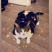 Bibou a rejoint le concours — aidez-le/la à gagner de superbes lots ! cat, kitten, tabby, white_fur, black_fur, striped_fur, animal, pet, lying_down, sitting, front_view, face, eyes, ears, paws, wooden_floor, indoor, home, sparkles, portrait
