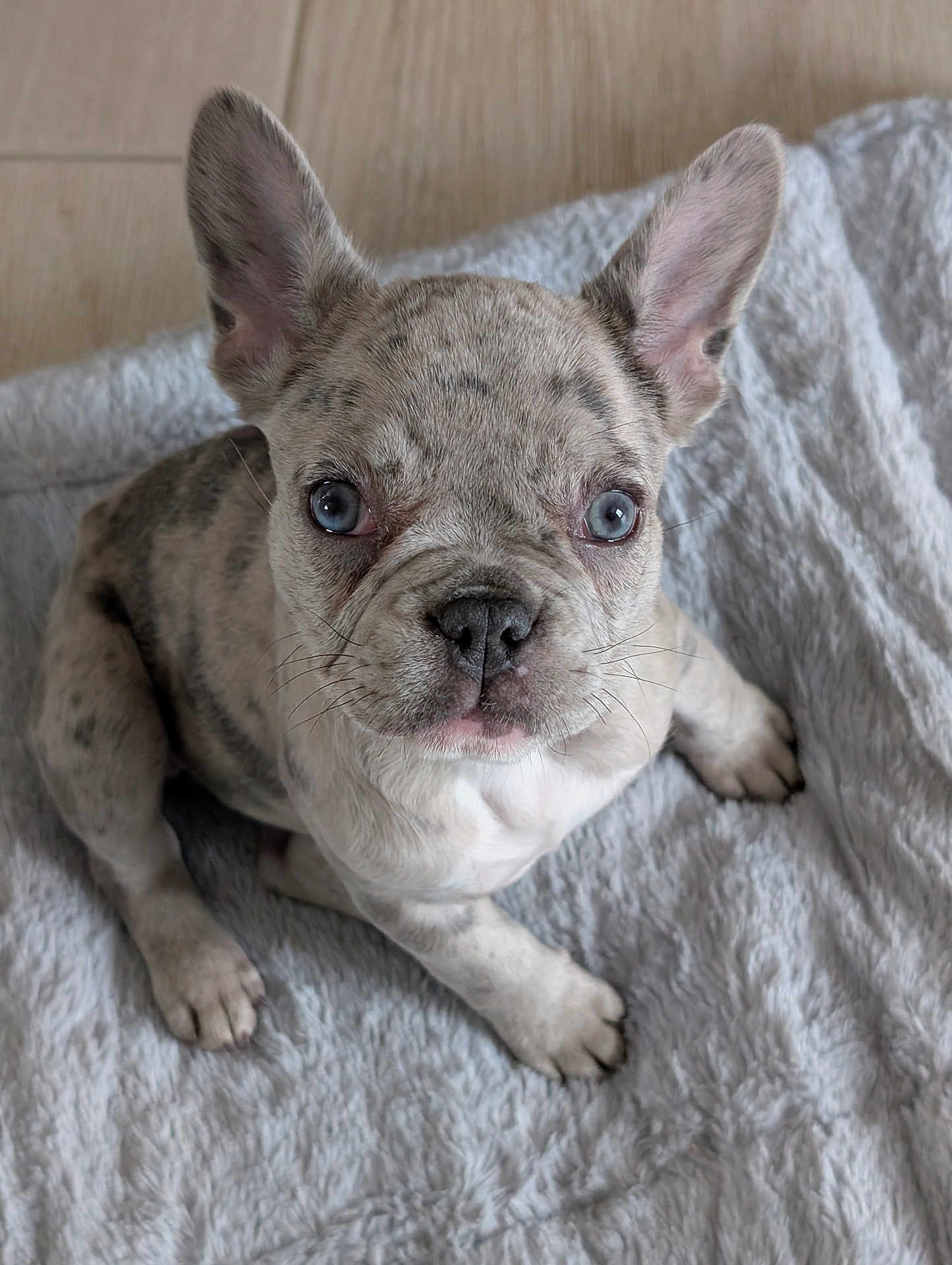Addy participe au concours pour gagner de l'argent avec cette photo : french_bulldog, puppy, dog, blue_eyes, spotted, pet, cute, adorable, animal, indoor, blanket, fur, ears, sitting, looking_up, whiskers, nose, soft_texture, floor, portrait