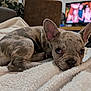 Addy participe au concours pour gagner de l'argent avec cette photo : dog, puppy, french_bulldog, brindle, blanket, indoor, couch, television, sleepy, cute, pet, fur, ears, nose, paw, resting, cozy, home, animal, portrait