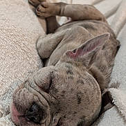 Addy a rejoint le concours — aidez-le/la à gagner de superbes lots ! puppy, sleeping, dog, blanket, cozy, fur, pet, rest, cute, closeup, relaxation, animal, soft, nap, domestic_animal, whiskers, ears, paw, face, indoor