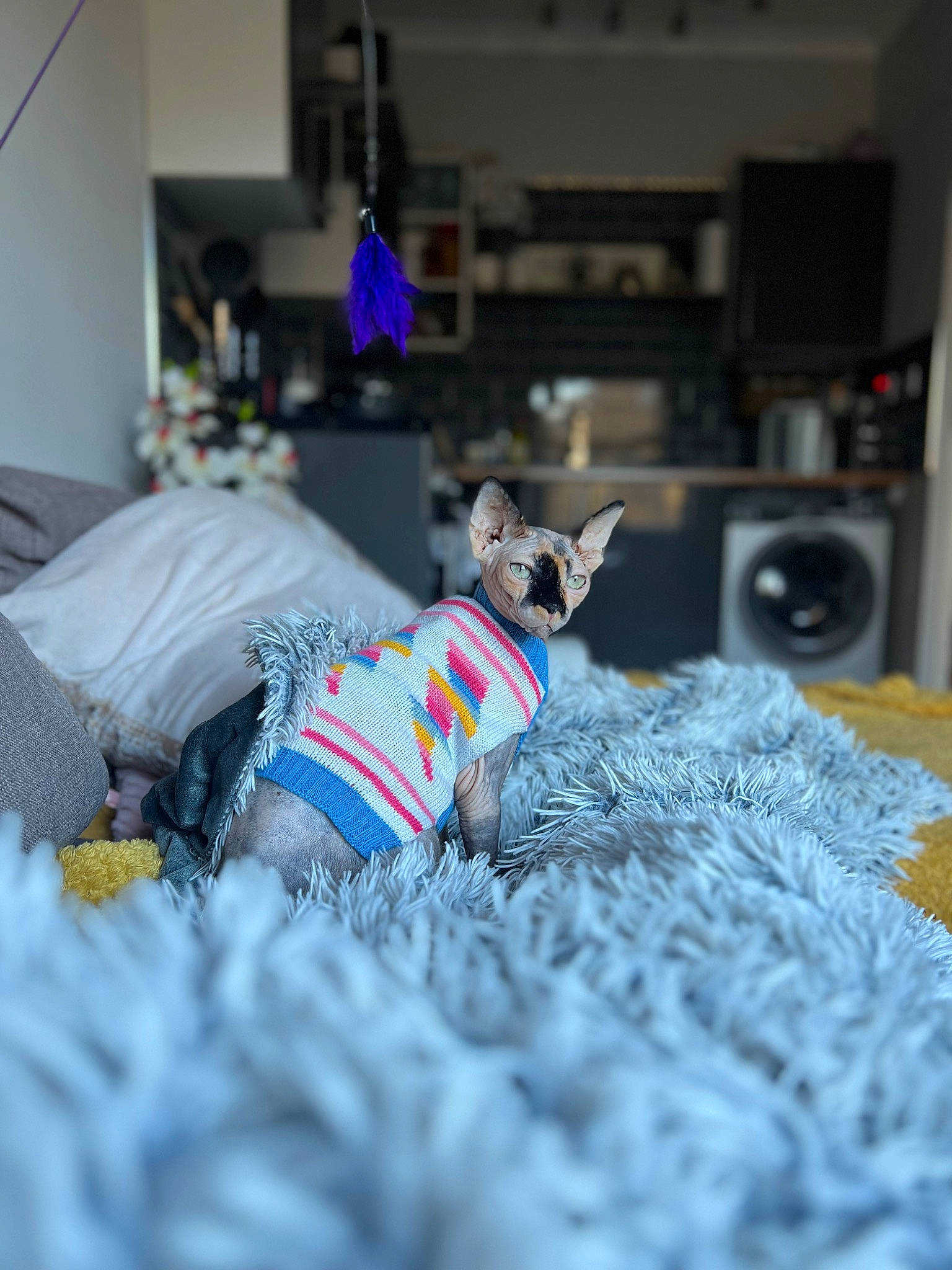 Nora is registered to the contest to win money with this photo: canidae, carnivore, companion_dog, dog, dog_breed, dog_clothes, dog_supply, electric_blue, fawn, felidae, flooring, grey, linens, party_hat, small_to_medium_sized_cats, snout, sporting_group, tail, toy_dog, whiskers