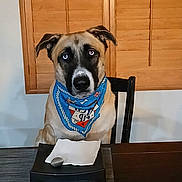 Chopper joined the competition — help win amazing prizes! dog, bandana, blue_bandana, table, chair, napkin, spoon, dining_room, wooden_blinds, pet, animal, brown_dog, heterochromia, indoor, furniture, waiting, cute, portrait, companion, domestic