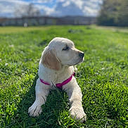 Lune participe au concours pour gagner de l'argent avec cette photo : puppy, dog, golden_retriever, grass, outdoor, sunny, sky, clouds, greenery, pet, animal, young, nature, field, cute, canine, playful, harness, summer, relaxed