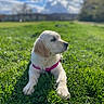animal, canine, clouds, cute, dog, field, golden_retriever, grass, greenery, harness, nature, outdoor, pet, playful, puppy, relaxed, sky, summer, sunny, young